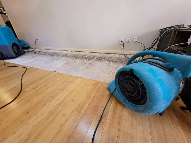 Professional Water Damage Repair technician working in Elmwood, NE